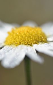 Preview wallpaper chamomile, drops, flower, petals, macro