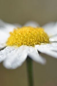 Preview wallpaper chamomile, drops, flower, petals, macro