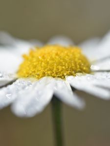 Preview wallpaper chamomile, drops, flower, petals, macro