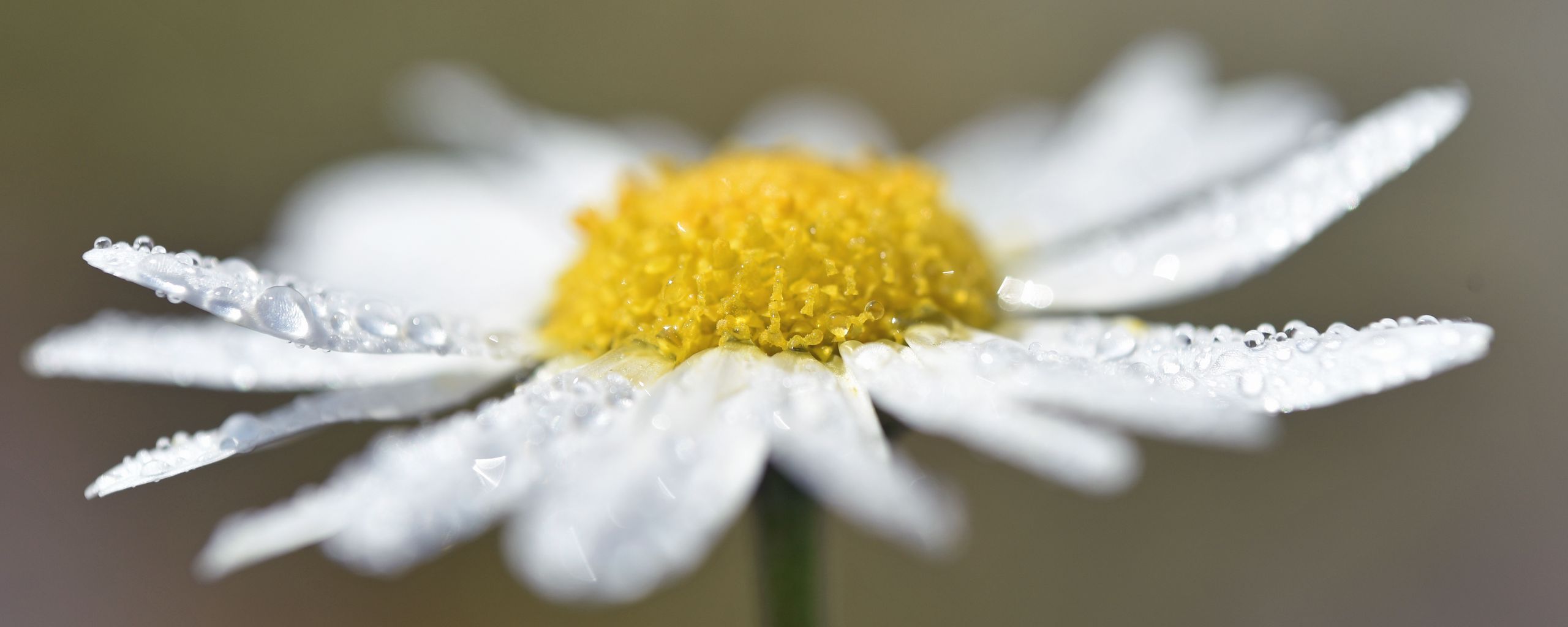2560x1024 Wallpaper chamomile, drops, flower, petals, macro