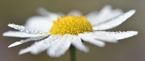 Preview wallpaper chamomile, drops, flower, petals, macro
