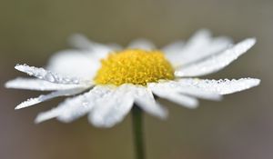 Preview wallpaper chamomile, drops, flower, petals, macro