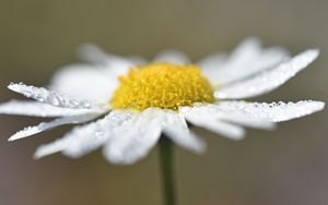 Preview wallpaper chamomile, drops, flower, petals, macro