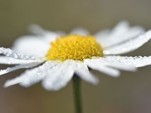Preview wallpaper chamomile, drops, flower, petals, macro