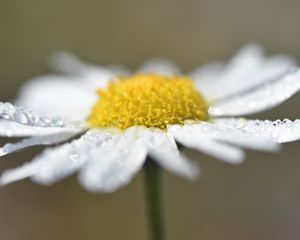 Preview wallpaper chamomile, drops, flower, petals, macro
