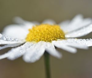 Preview wallpaper chamomile, drops, flower, petals, macro