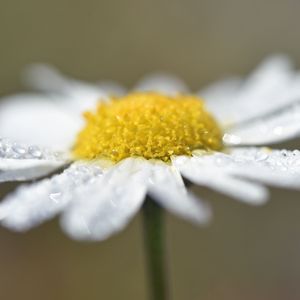 Preview wallpaper chamomile, drops, flower, petals, macro