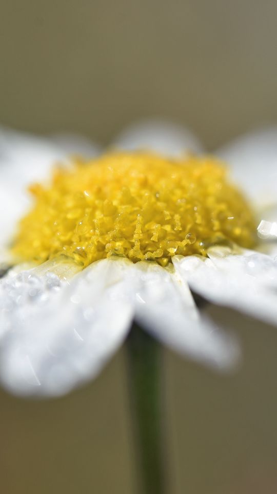 540x960 Wallpaper chamomile, drops, flower, petals, macro