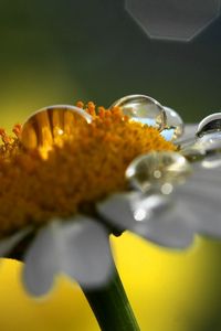 Preview wallpaper chamomile, drops, shadow, flower