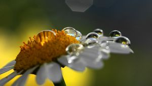 Preview wallpaper chamomile, drops, shadow, flower