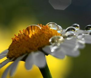 Preview wallpaper chamomile, drops, shadow, flower