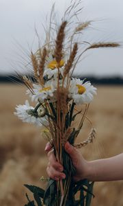 Preview wallpaper chamomile, ears, bouquet, hand, flowers