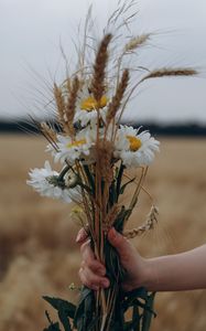 Preview wallpaper chamomile, ears, bouquet, hand, flowers