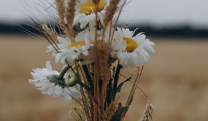Preview wallpaper chamomile, ears, bouquet, hand, flowers