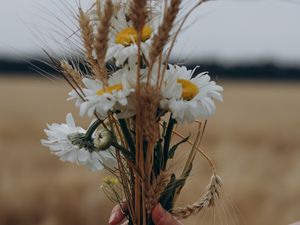 Preview wallpaper chamomile, ears, bouquet, hand, flowers