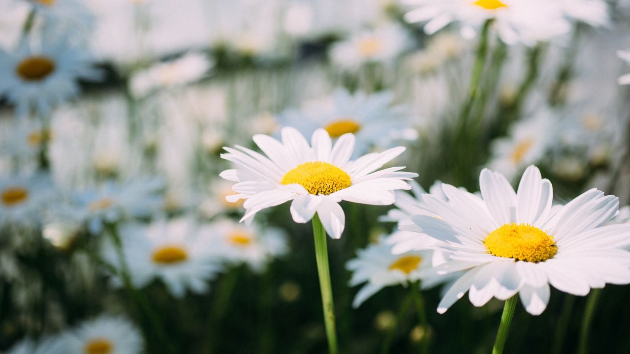 Wallpaper chamomile, field, flower, petals