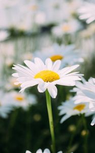 Preview wallpaper chamomile, field, flower, petals