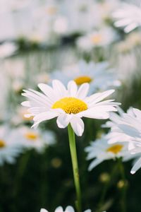 Preview wallpaper chamomile, field, flower, petals