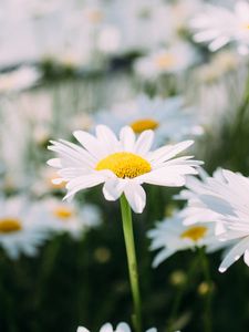 Preview wallpaper chamomile, field, flower, petals