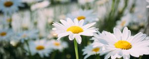 Preview wallpaper chamomile, field, flower, petals