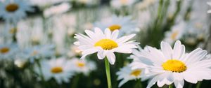 Preview wallpaper chamomile, field, flower, petals