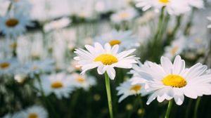 Preview wallpaper chamomile, field, flower, petals