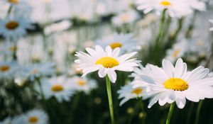 Preview wallpaper chamomile, field, flower, petals