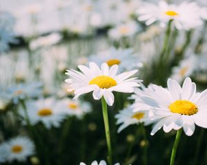 Preview wallpaper chamomile, field, flower, petals