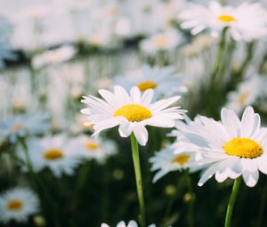 Preview wallpaper chamomile, field, flower, petals