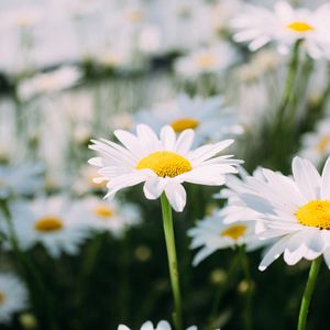 Preview wallpaper chamomile, field, flower, petals