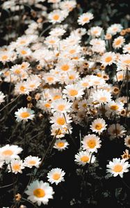 Preview wallpaper chamomile, field, flowering, petals, glade