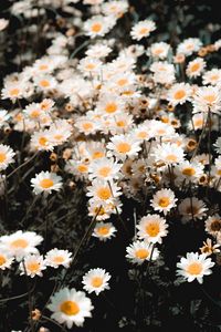 Preview wallpaper chamomile, field, flowering, petals, glade