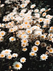 Preview wallpaper chamomile, field, flowering, petals, glade