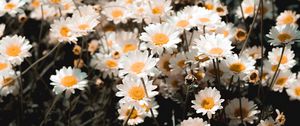 Preview wallpaper chamomile, field, flowering, petals, glade