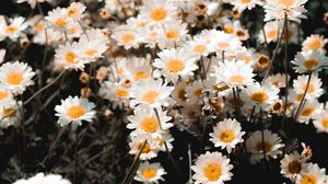 Preview wallpaper chamomile, field, flowering, petals, glade
