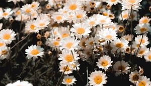 Preview wallpaper chamomile, field, flowering, petals, glade