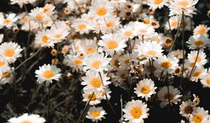 Preview wallpaper chamomile, field, flowering, petals, glade