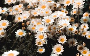 Preview wallpaper chamomile, field, flowering, petals, glade