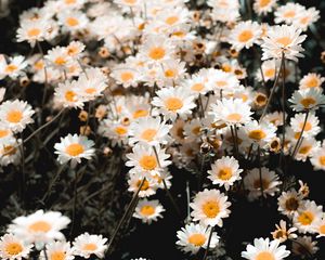 Preview wallpaper chamomile, field, flowering, petals, glade