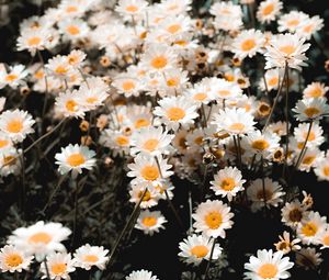 Preview wallpaper chamomile, field, flowering, petals, glade