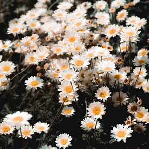 Preview wallpaper chamomile, field, flowering, petals, glade