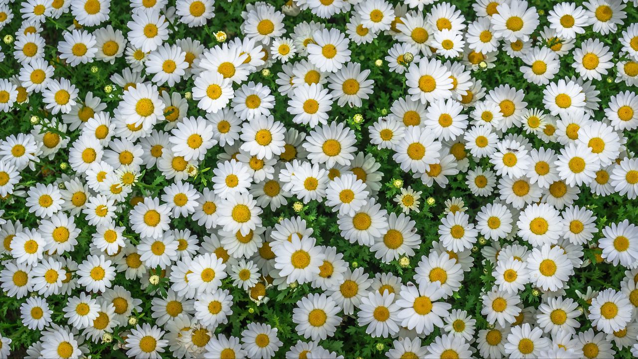 Wallpaper chamomile, field, flowers, flowerbed