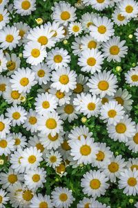 Preview wallpaper chamomile, field, flowers, flowerbed