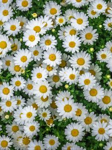 Preview wallpaper chamomile, field, flowers, flowerbed