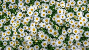 Preview wallpaper chamomile, field, flowers, flowerbed