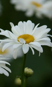 Preview wallpaper chamomile, field, flowers, grass