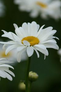 Preview wallpaper chamomile, field, flowers, grass