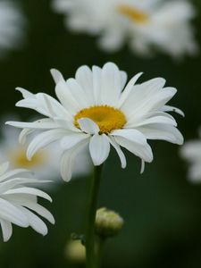 Preview wallpaper chamomile, field, flowers, grass