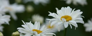 Preview wallpaper chamomile, field, flowers, grass