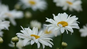 Preview wallpaper chamomile, field, flowers, grass